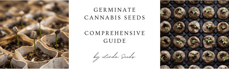 Faire germer des graines de cannabis : Guide complet